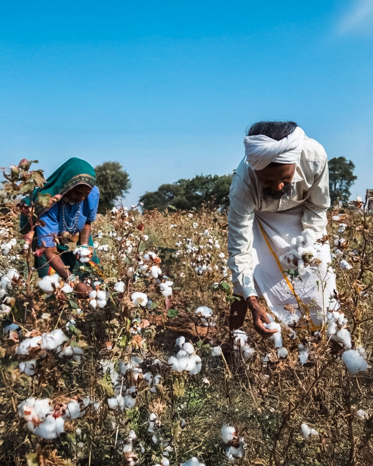 Une histoire oubliée du coton en Inde -   Partie 1