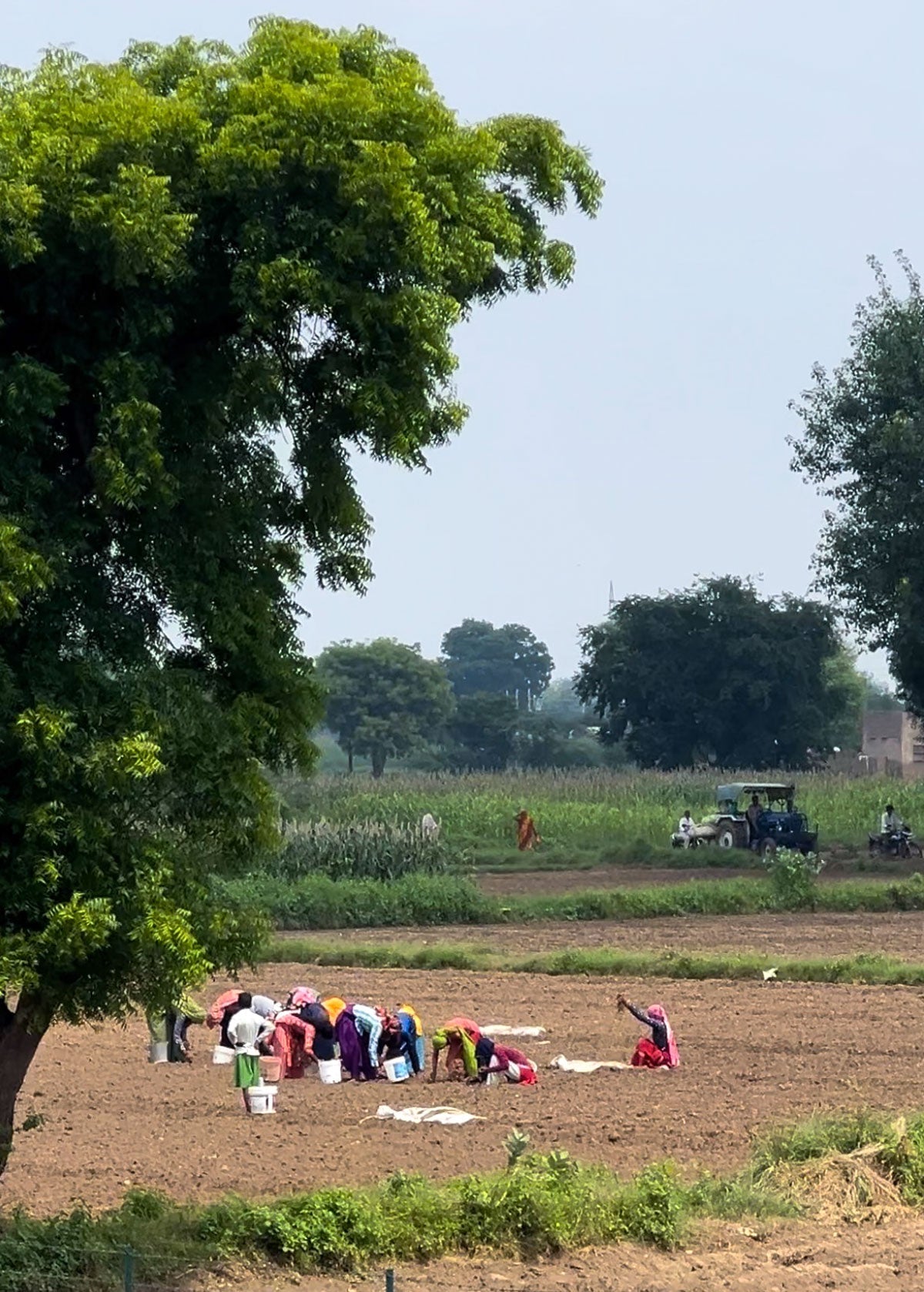 Une histoire oubliée du coton en Inde -   Partie 1