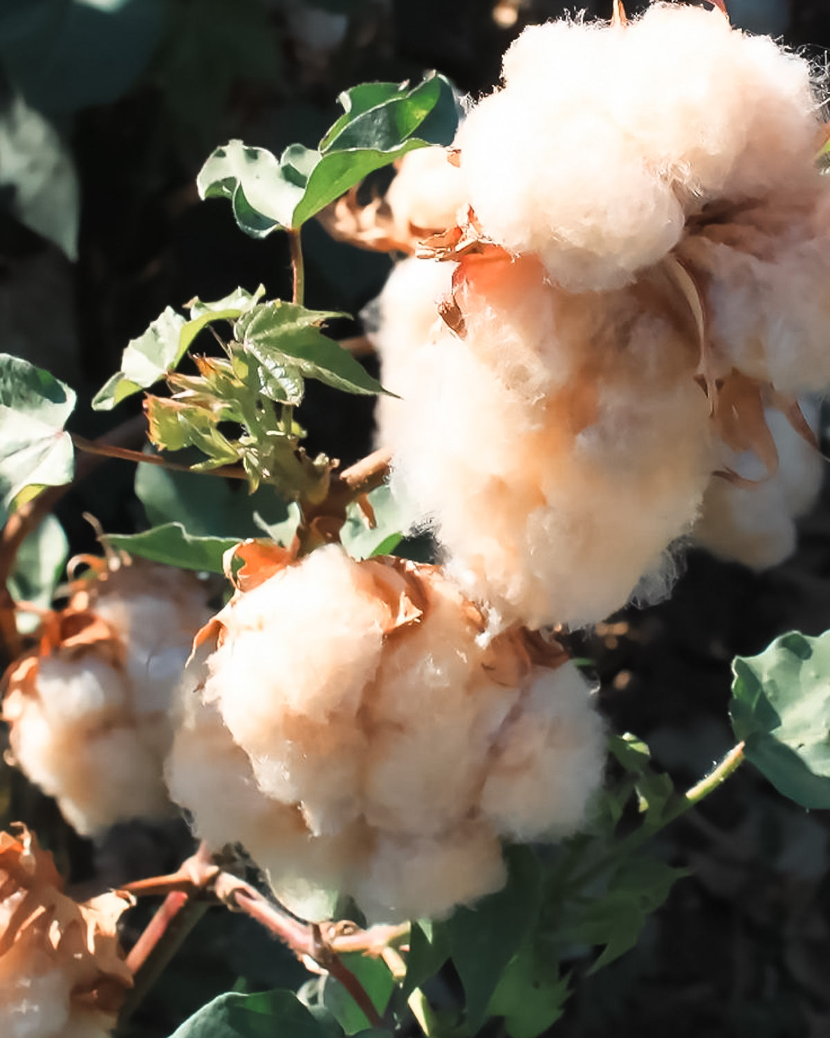 Une histoire oubliée du coton en Inde - partie 2